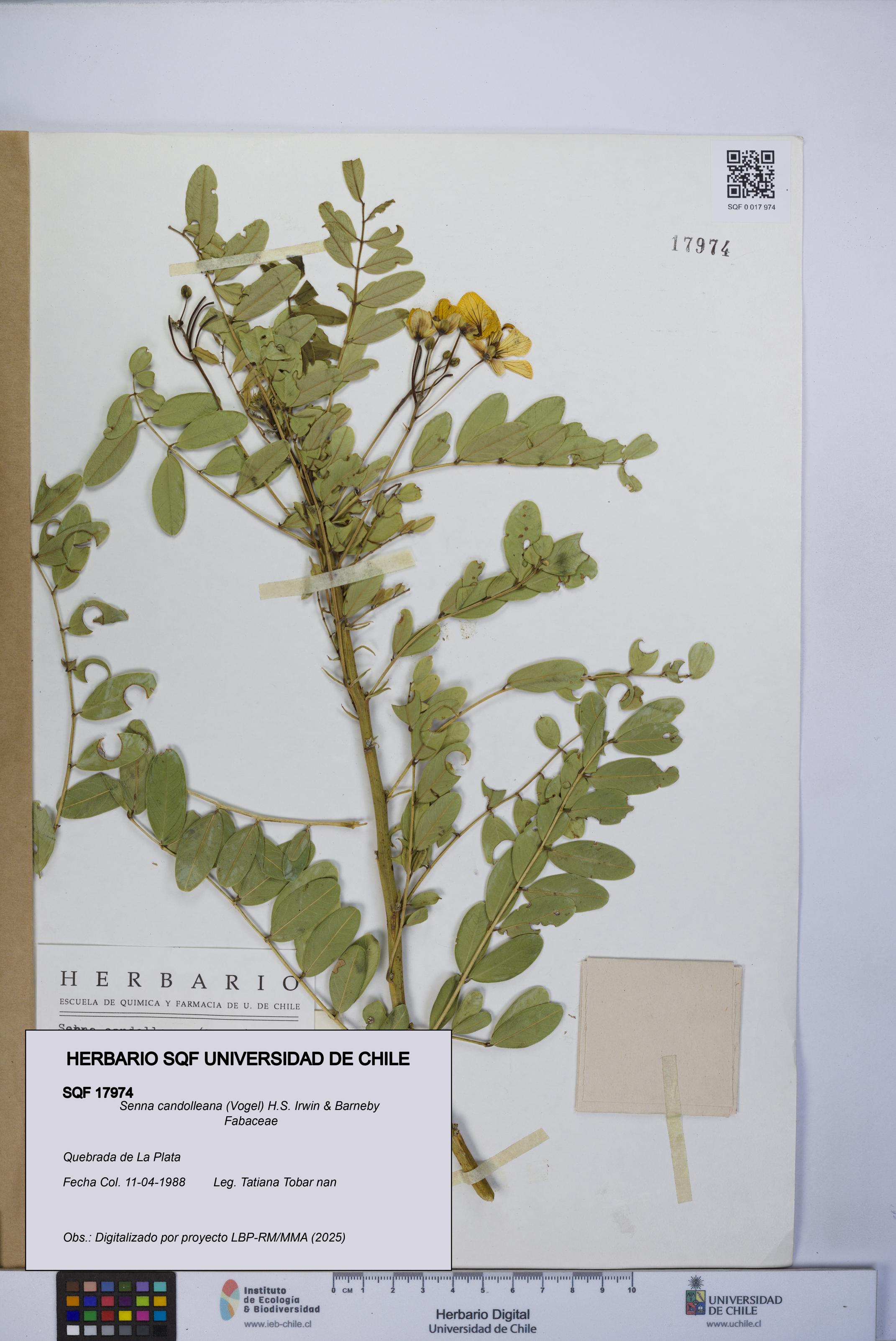 Senna candolleana [Espécimen: UCH:SQF:0017974]