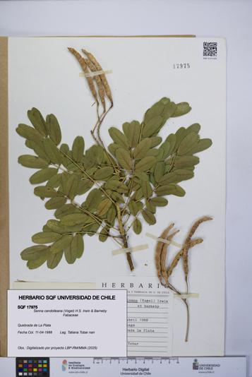 Senna candolleana [Espécimen: UCH:SQF:0017975]