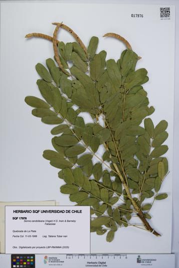 Senna candolleana [Espécimen: UCH:SQF:0017976]