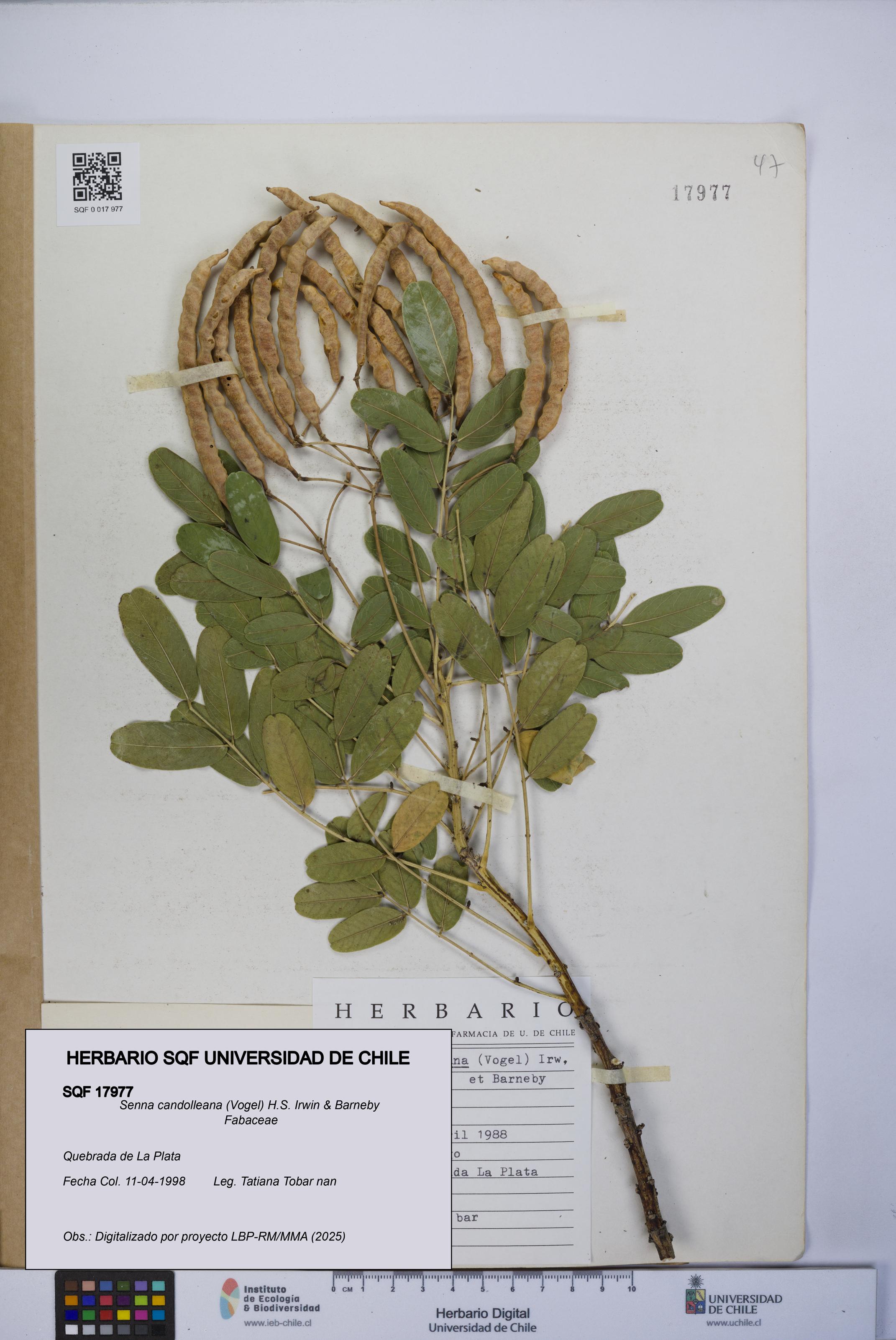 Senna candolleana [Espécimen: UCH:SQF:0017977]