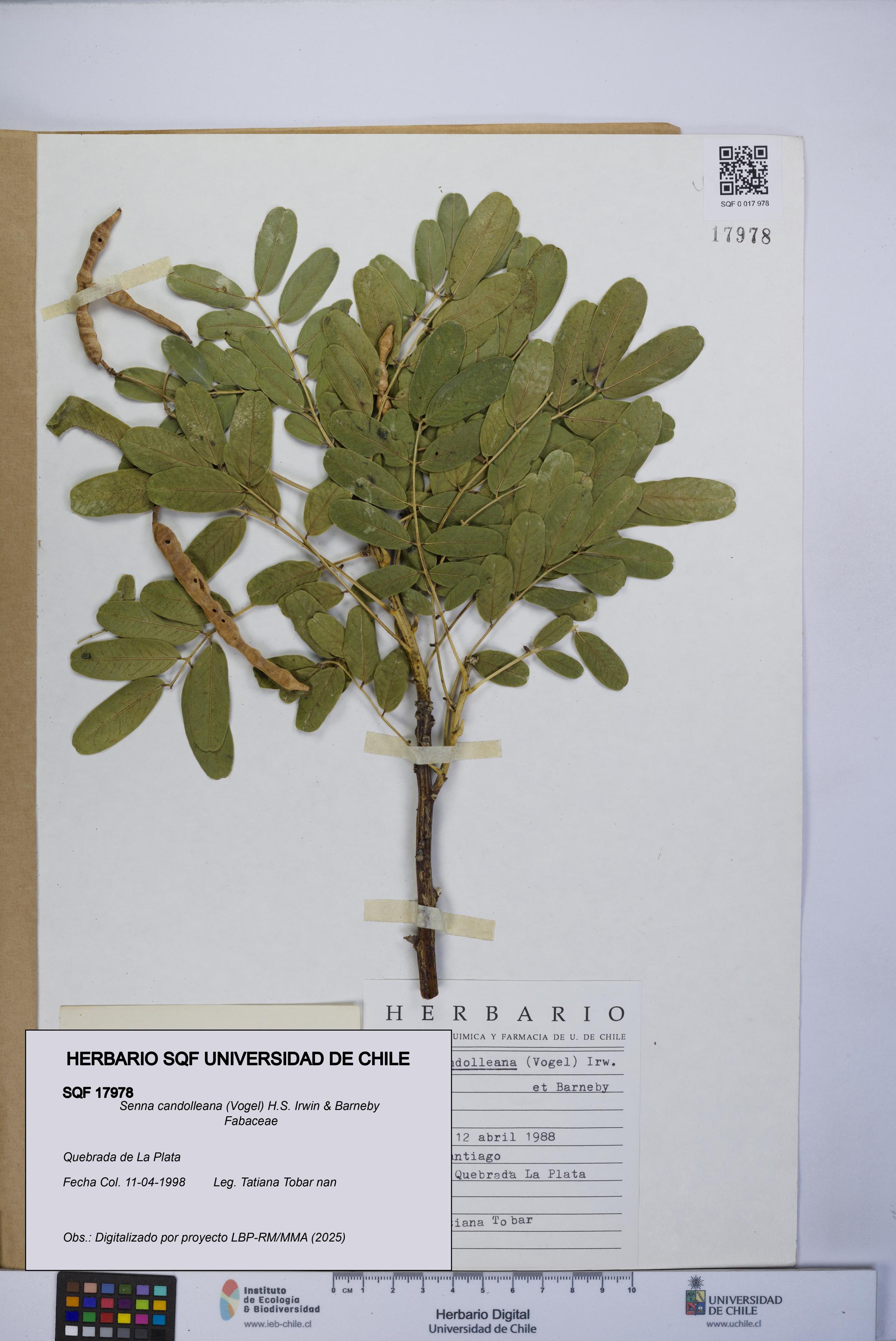 Senna candolleana [Espécimen: UCH:SQF:0017978]