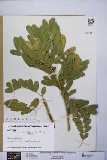 Senna candolleana [Espécimen: UCH:SQF:0017979]