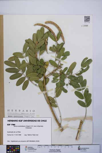 Senna candolleana [Espécimen: UCH:SQF:0017980]