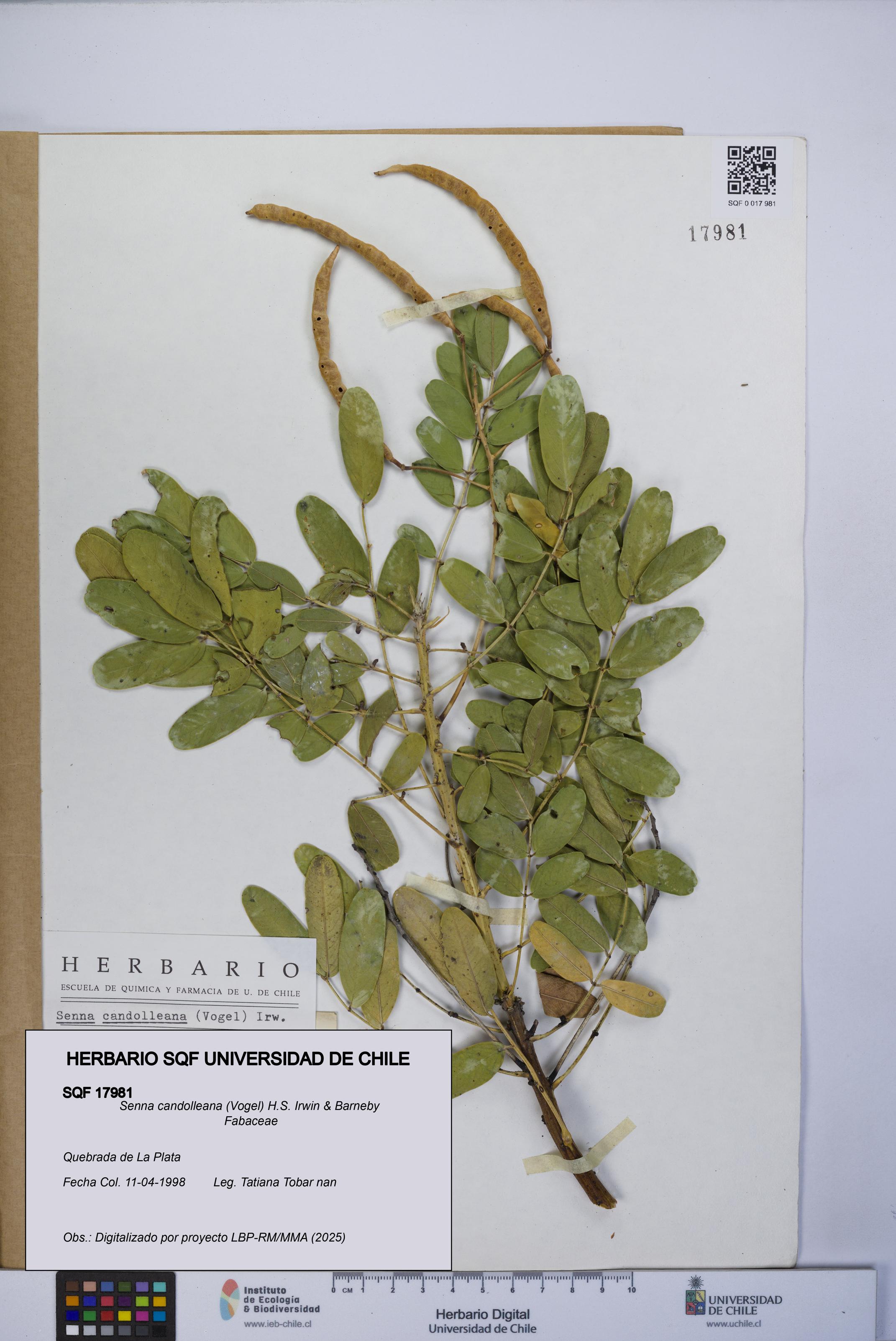 Senna candolleana [Espécimen: UCH:SQF:0017981]