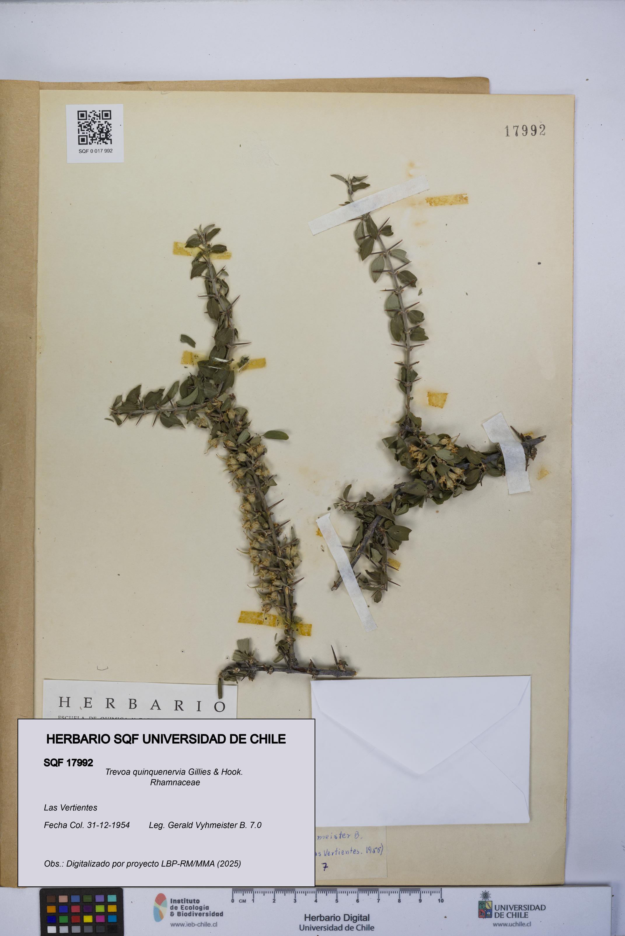 Trevoa quinquenervia [Espécimen: UCH:SQF:0017992]