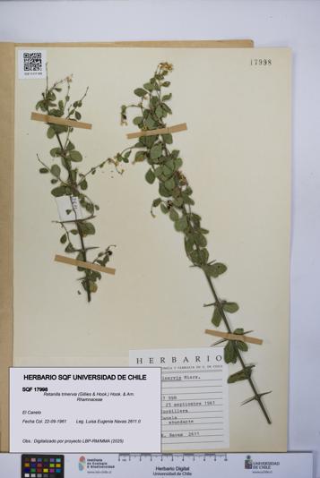 Retanilla trinervia [Espécimen: UCH:SQF:0017998]