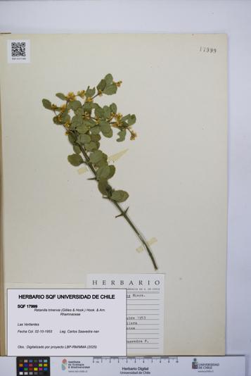 Retanilla trinervia [Espécimen: UCH:SQF:0017999]