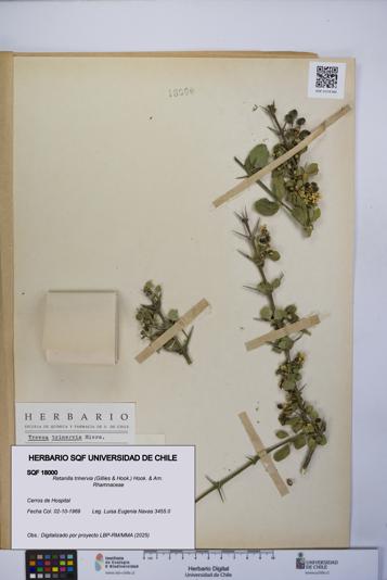 Retanilla trinervia [Espécimen: UCH:SQF:0018000]