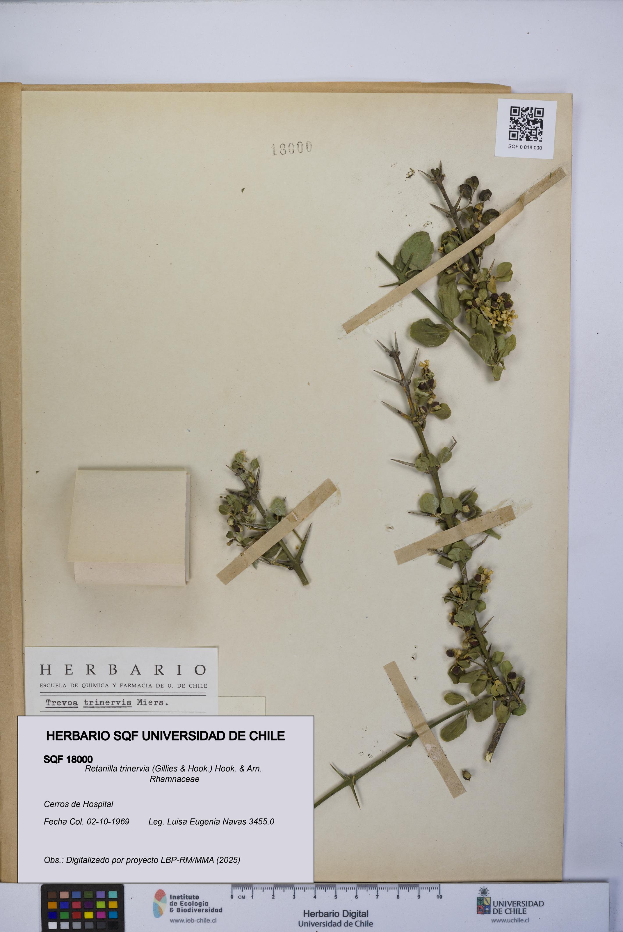 Retanilla trinervia [Espécimen: UCH:SQF:0018000]