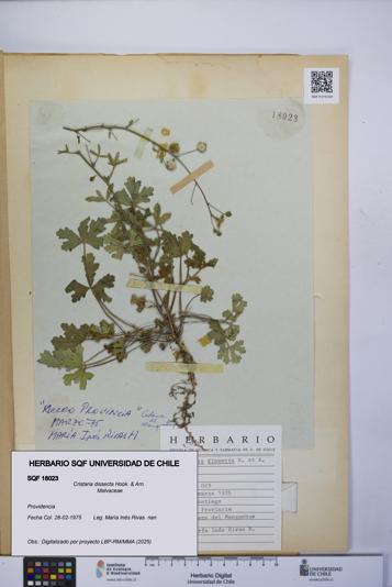 Cristaria dissecta [Espécimen: UCH:SQF:0018023]