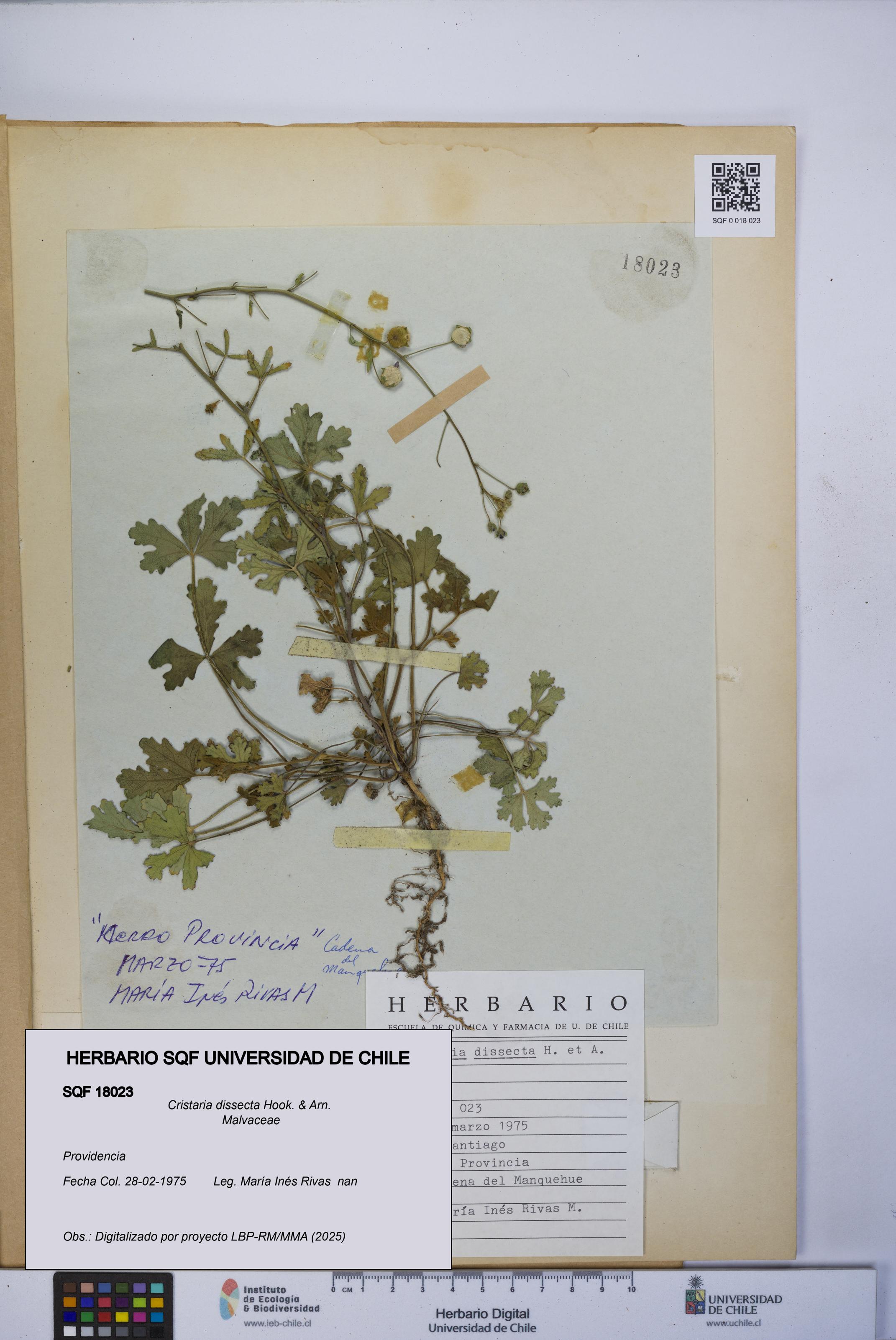 Cristaria dissecta [Espécimen: UCH:SQF:0018023]