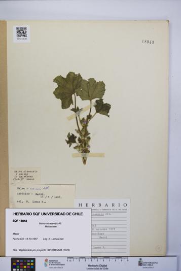 Malva nicaeensis [Espécimen: UCH:SQF:0018043]