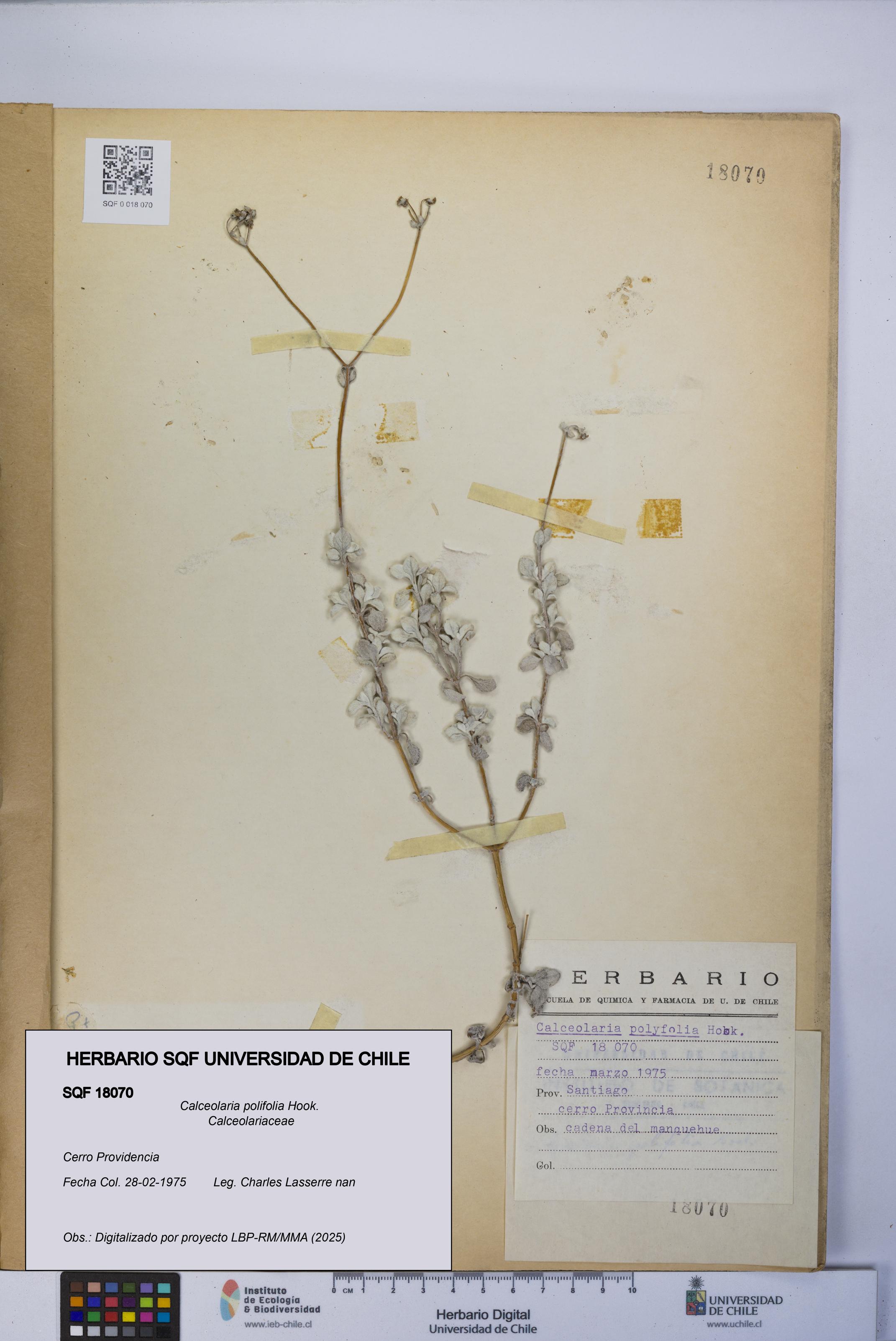 Calceolaria polifolia [Espécimen: UCH:SQF:0018070]