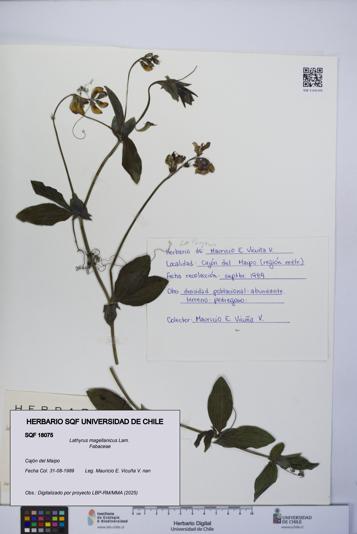 Lathyrus magellanicus [Espécimen: UCH:SQF:0018075]