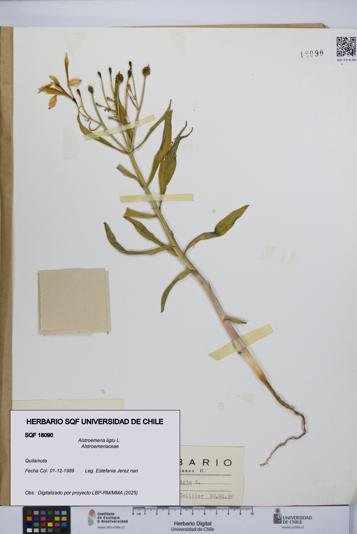 Alstroemeria ligtu [Espécimen: UCH:SQF:0018090]