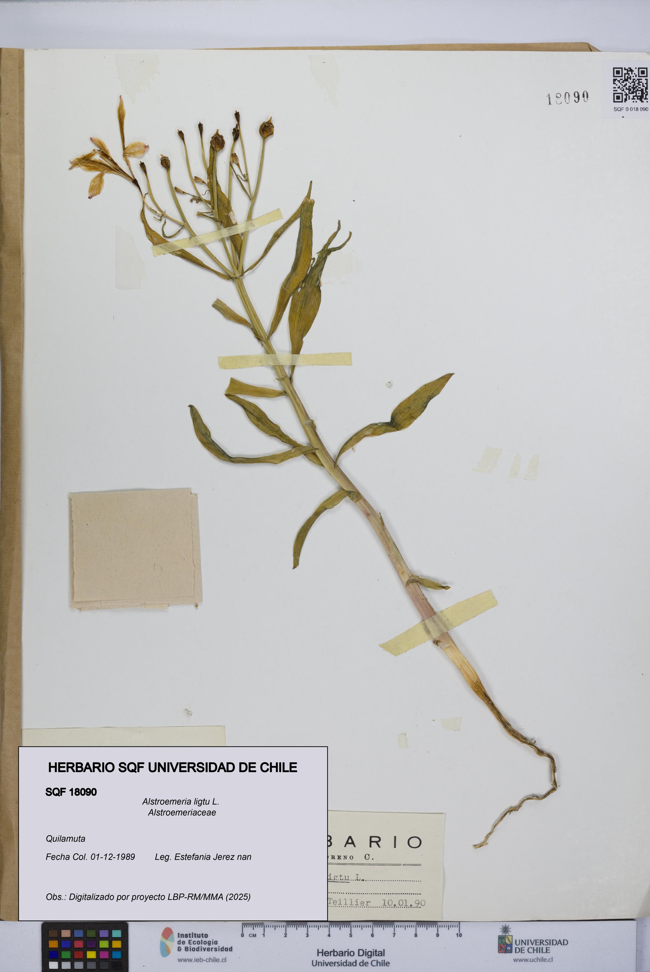 Alstroemeria ligtu [Espécimen: UCH:SQF:0018090]