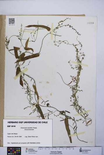 Dioscorea saxatilis [Espécimen: UCH:SQF:0018118]