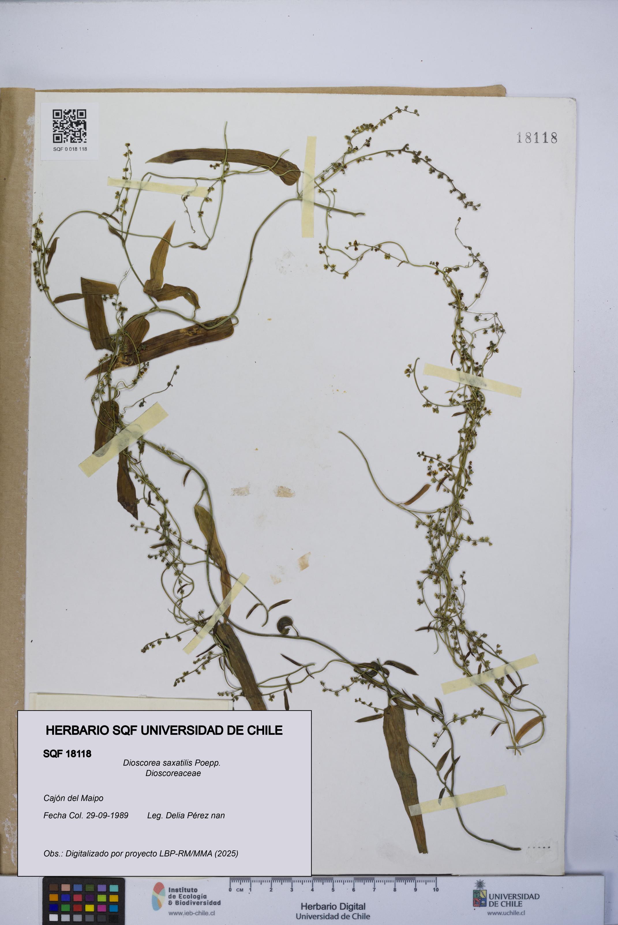 Dioscorea saxatilis [Espécimen: UCH:SQF:0018118]