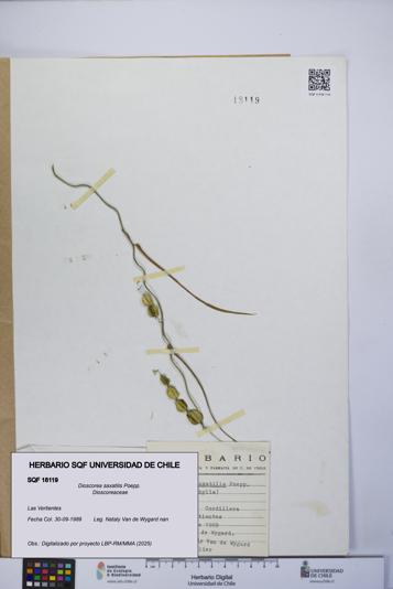 Dioscorea saxatilis [Espécimen: UCH:SQF:0018119]