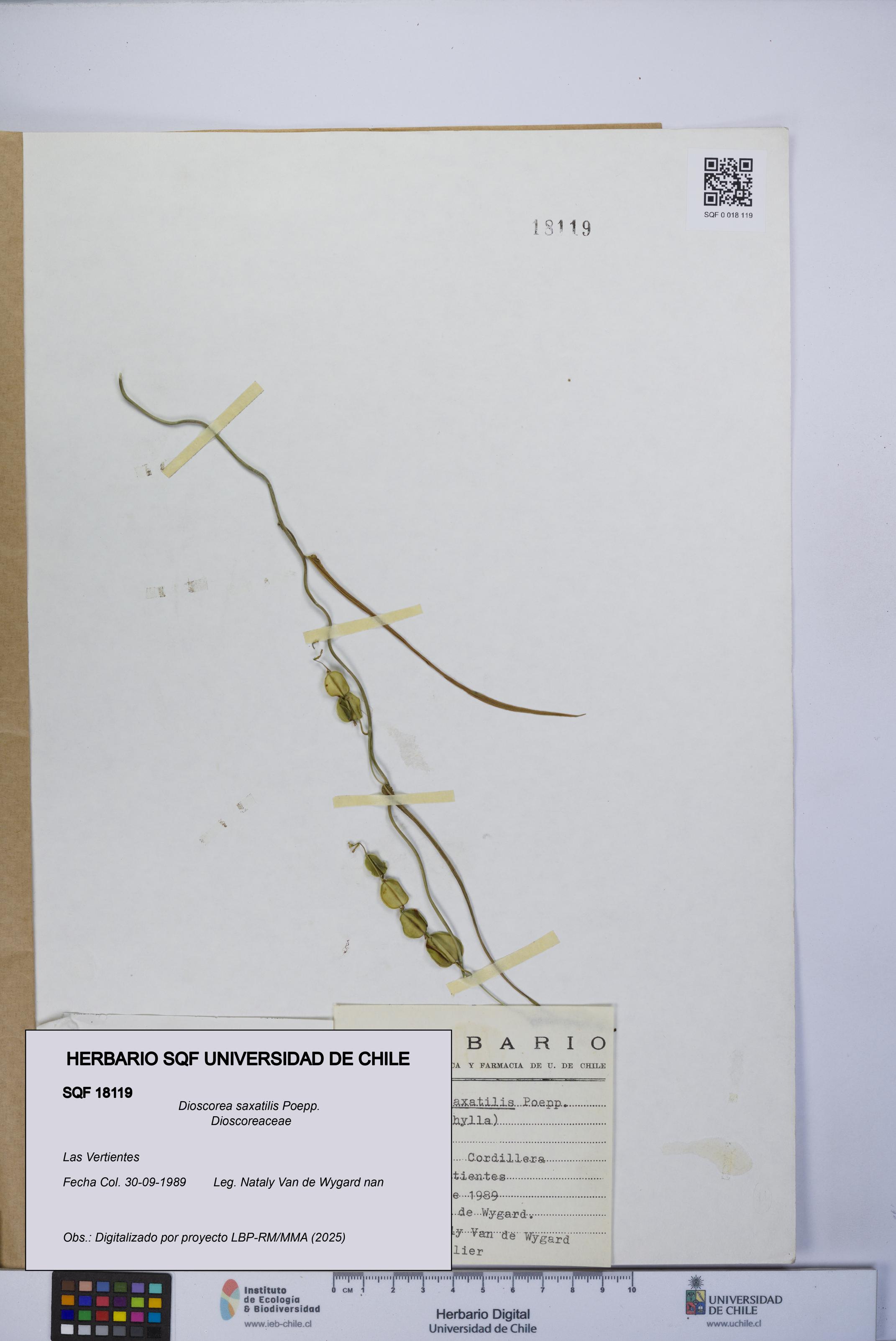 Dioscorea saxatilis [Espécimen: UCH:SQF:0018119]