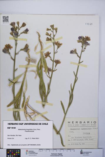 Malesherbia linearifolia [Espécimen: UCH:SQF:0018140]
