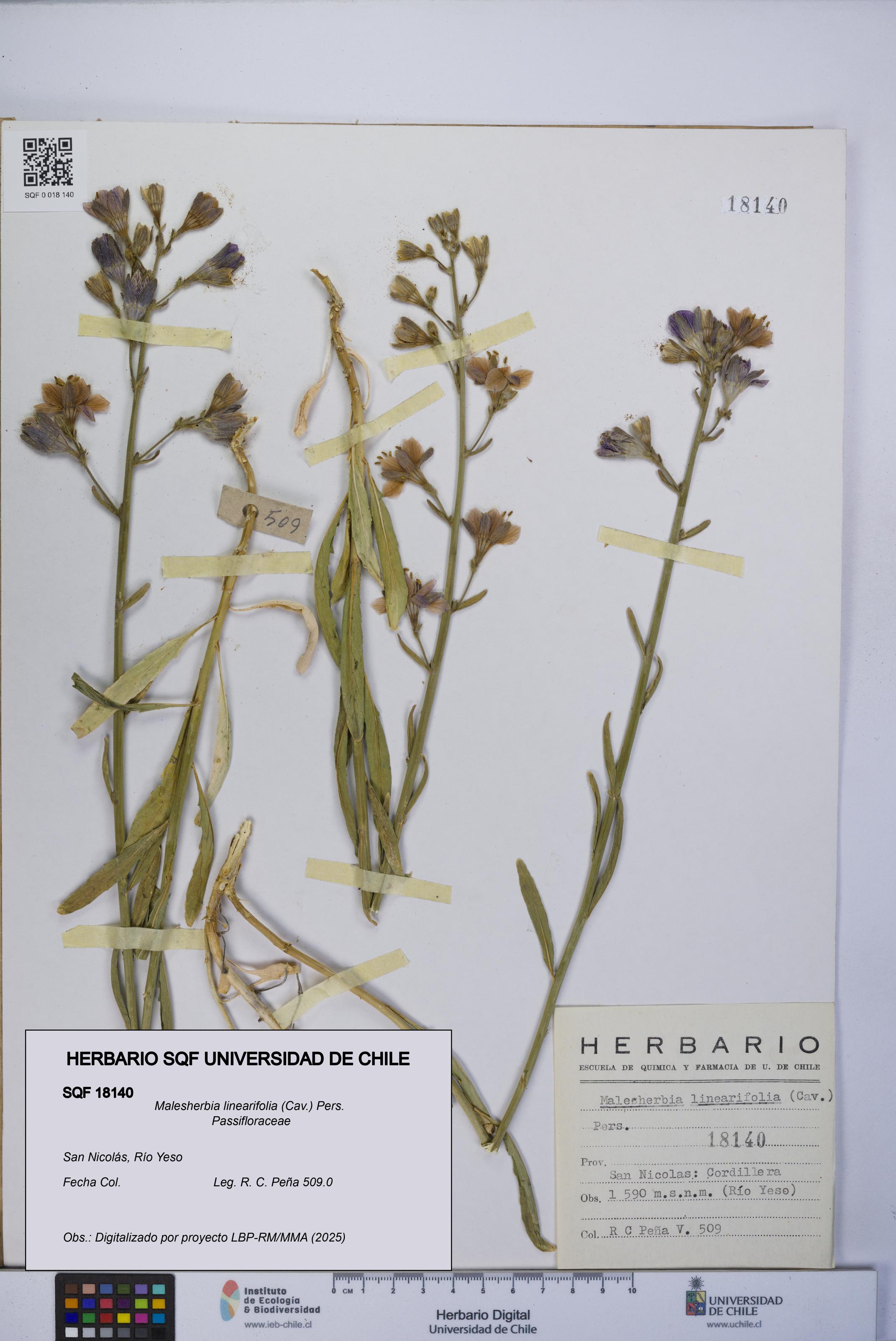 Malesherbia linearifolia [Espécimen: UCH:SQF:0018140]