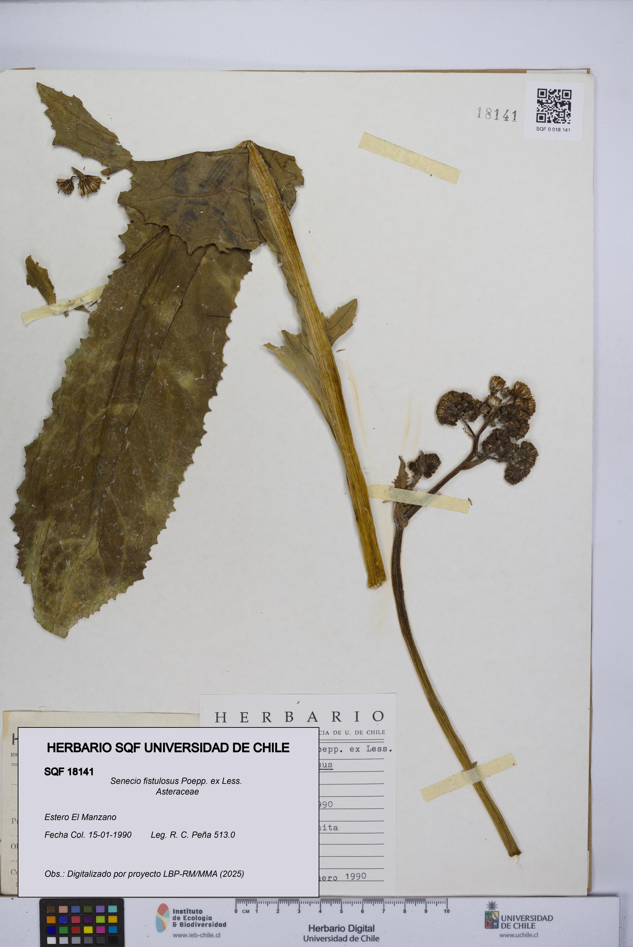 Senecio fistulosus [Espécimen: UCH:SQF:0018141]