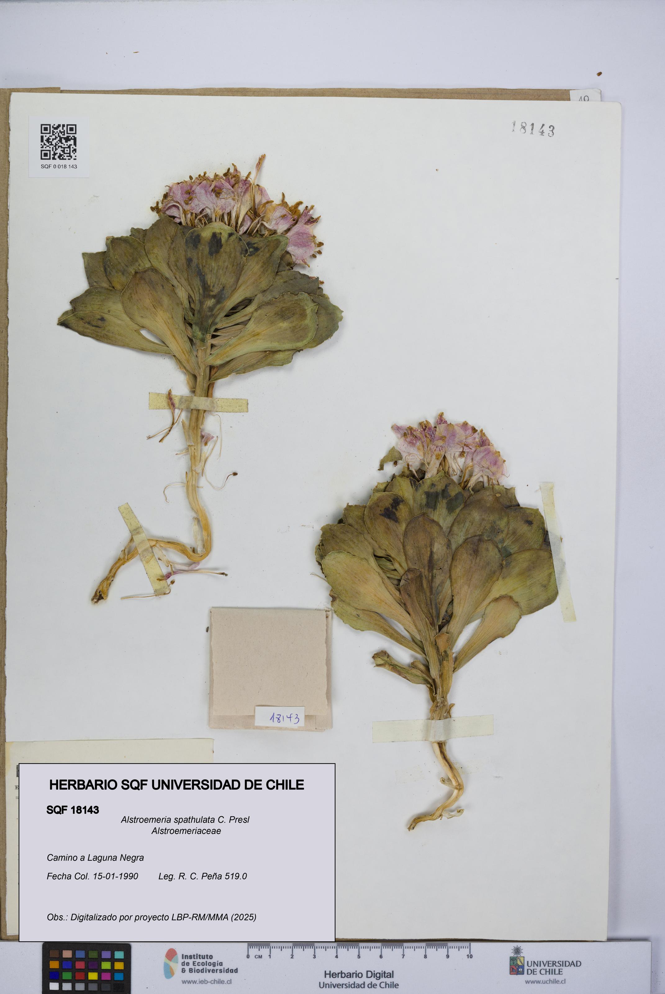 Alstroemeria spathulata [Espécimen: UCH:SQF:0018143]