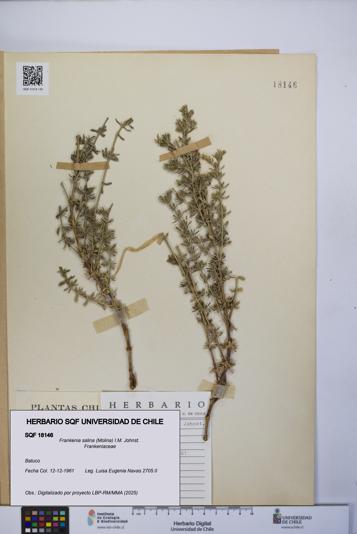 Frankenia salina [Espécimen: UCH:SQF:0018146]