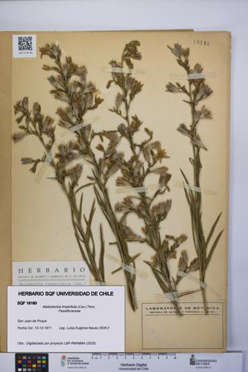 Malesherbia linearifolia [Espécimen: UCH:SQF:0018180]