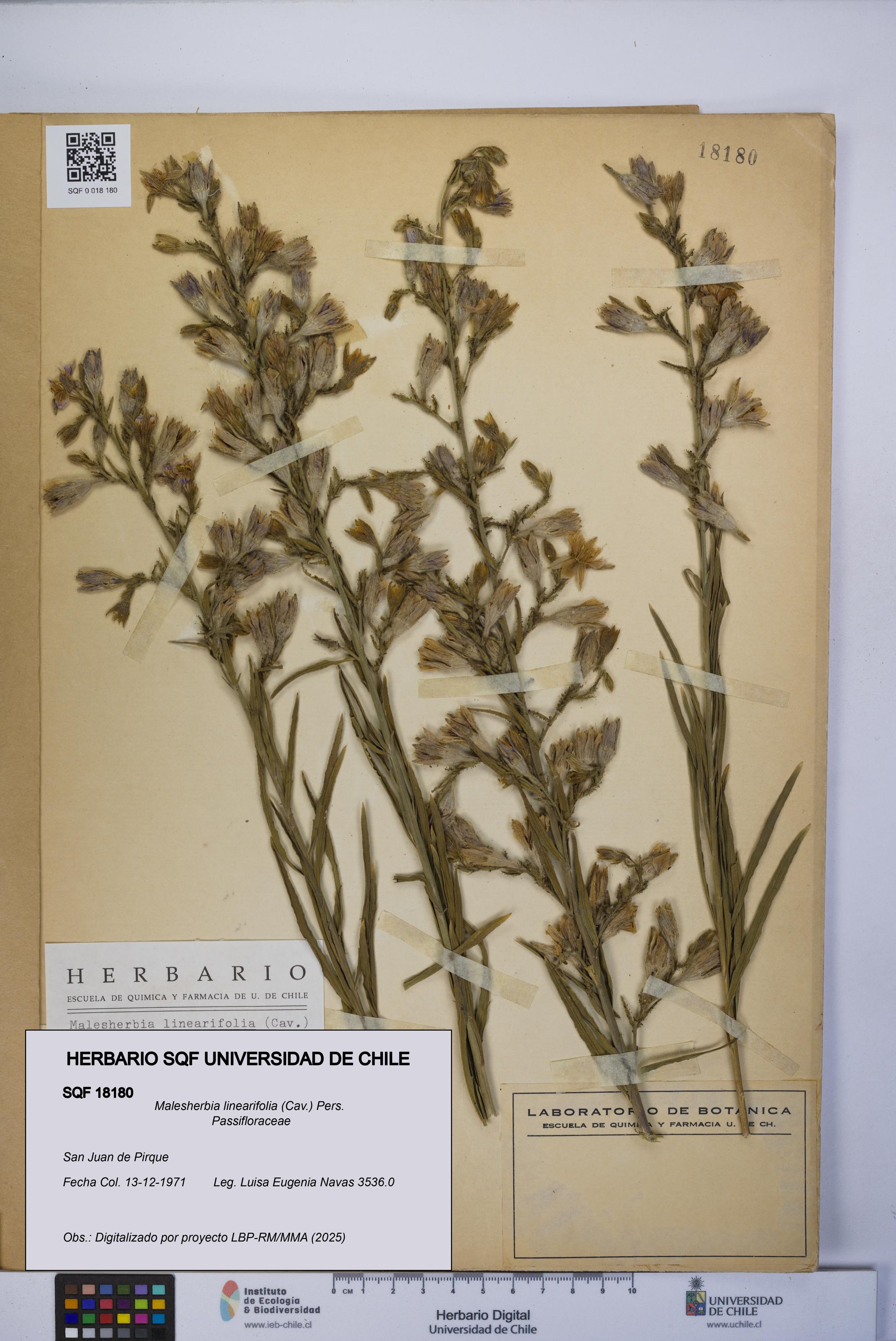 Malesherbia linearifolia [Espécimen: UCH:SQF:0018180]