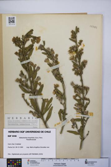 Malesherbia linearifolia [Espécimen: UCH:SQF:0018183]