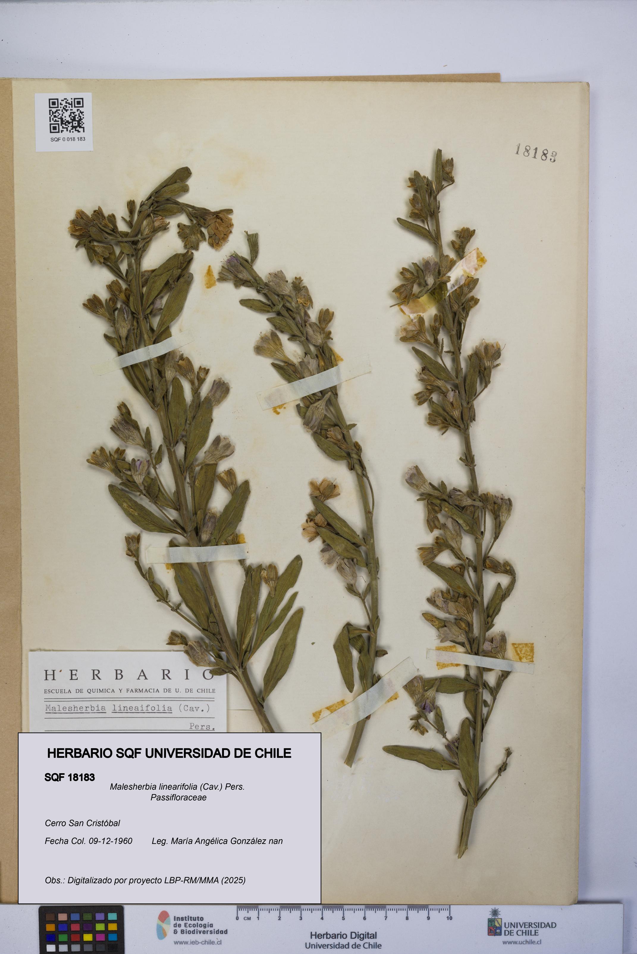 Malesherbia linearifolia [Espécimen: UCH:SQF:0018183]