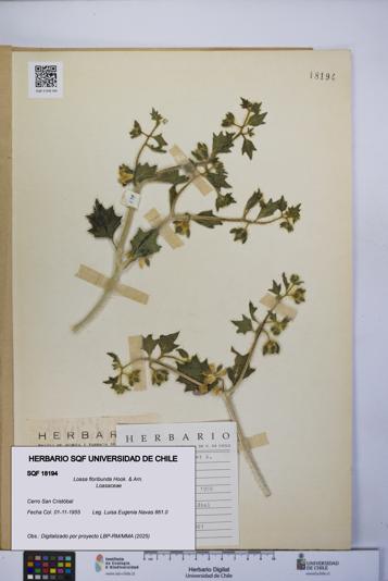 Loasa floribunda [Espécimen: UCH:SQF:0018194]