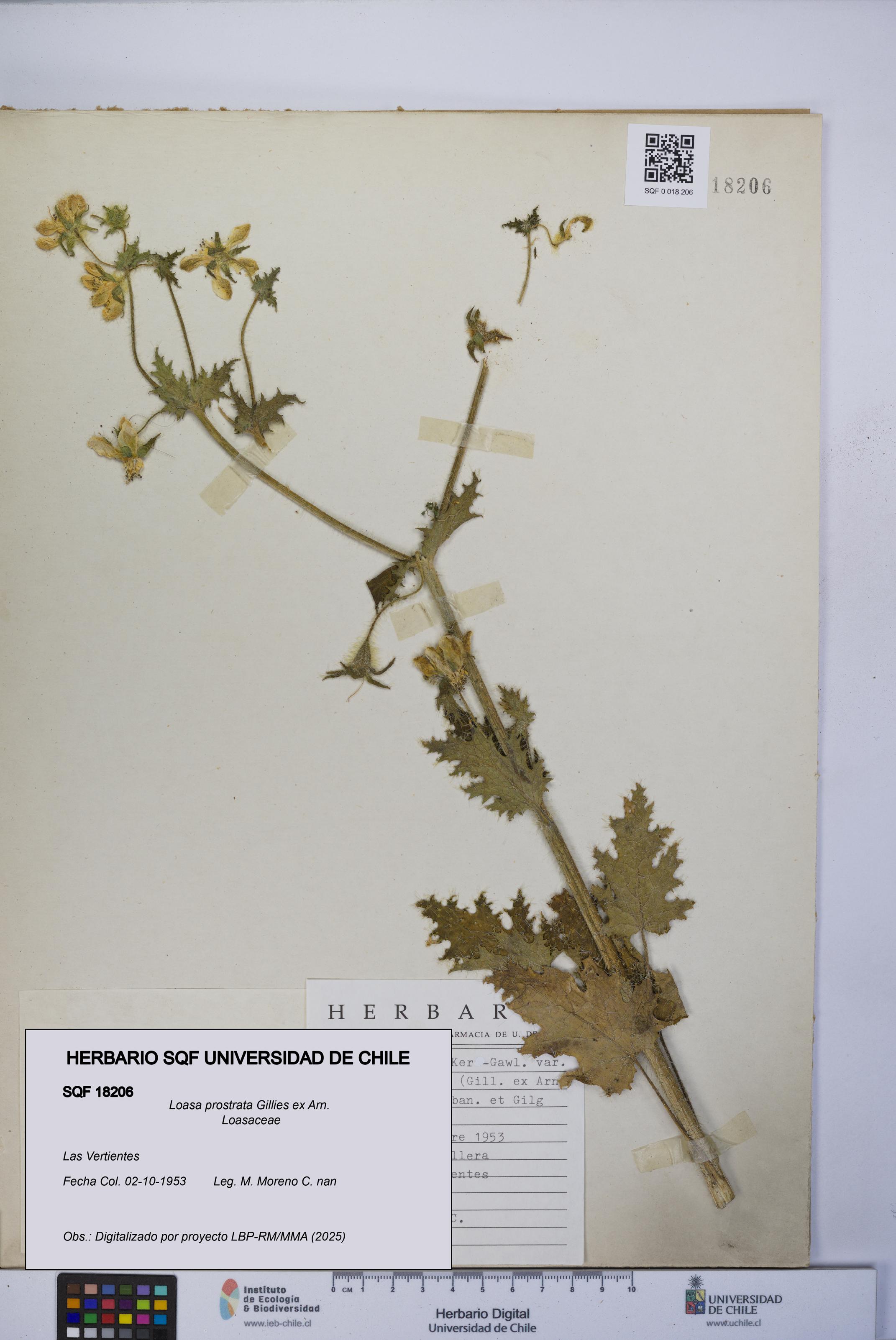 Loasa prostrata [Espécimen: UCH:SQF:0018206]