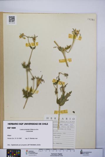 Loasa prostrata [Espécimen: UCH:SQF:0018208]