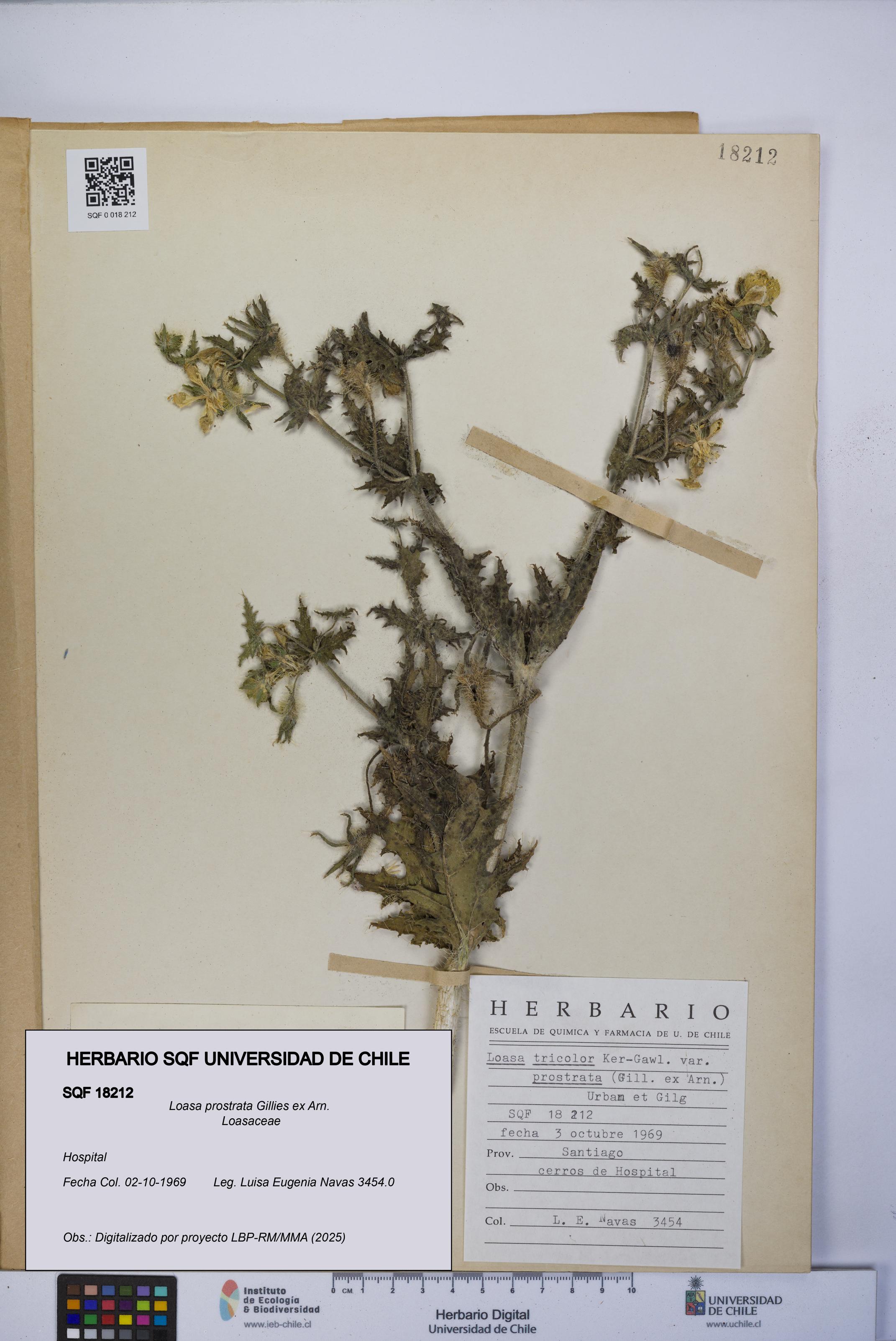 Loasa prostrata [Espécimen: UCH:SQF:0018212]