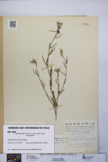 Clarkia tenella [Espécimen: UCH:SQF:0018334]