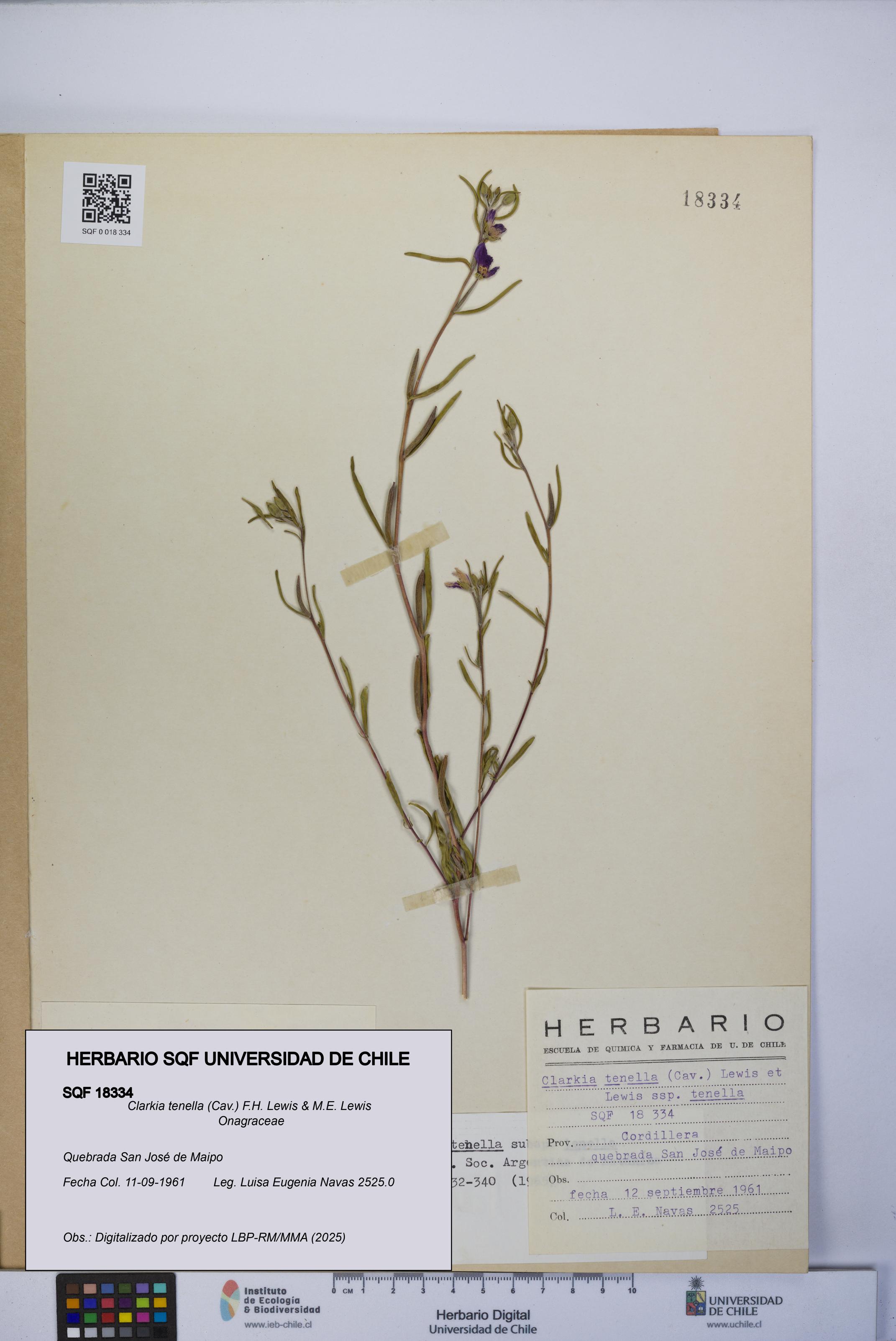 Clarkia tenella [Espécimen: UCH:SQF:0018334]