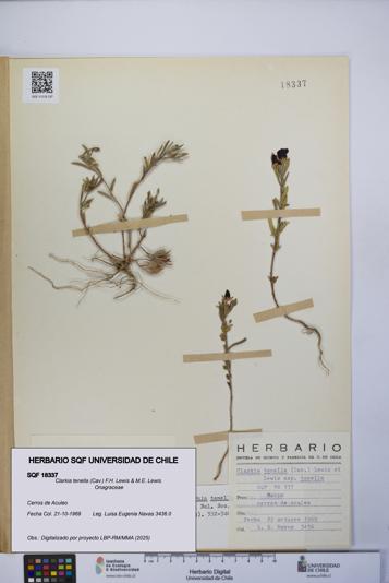 Clarkia tenella [Espécimen: UCH:SQF:0018337]