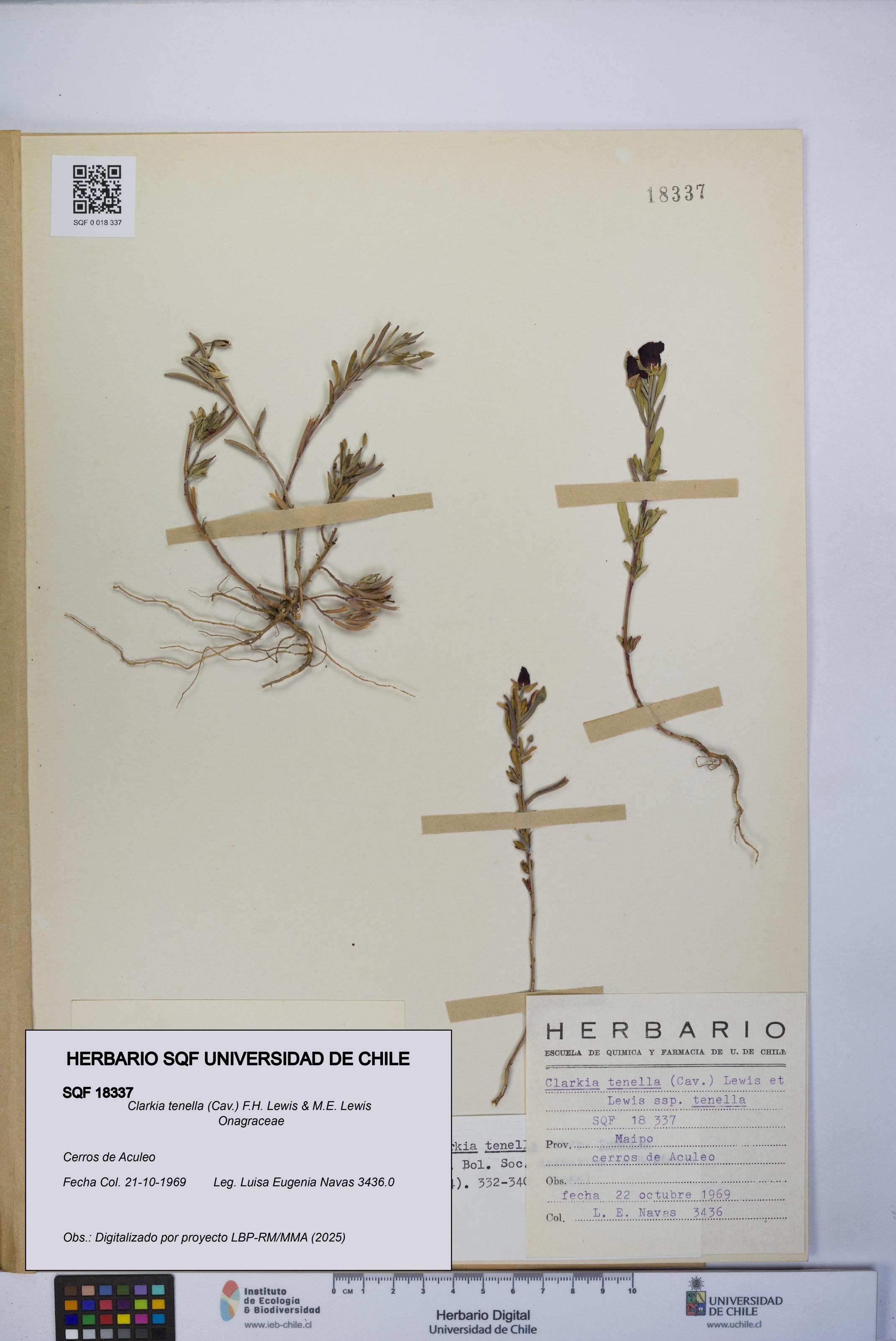 Clarkia tenella [Espécimen: UCH:SQF:0018337]