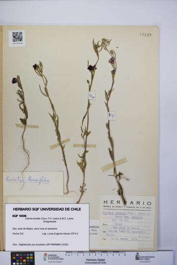 Clarkia tenella [Espécimen: UCH:SQF:0018338]