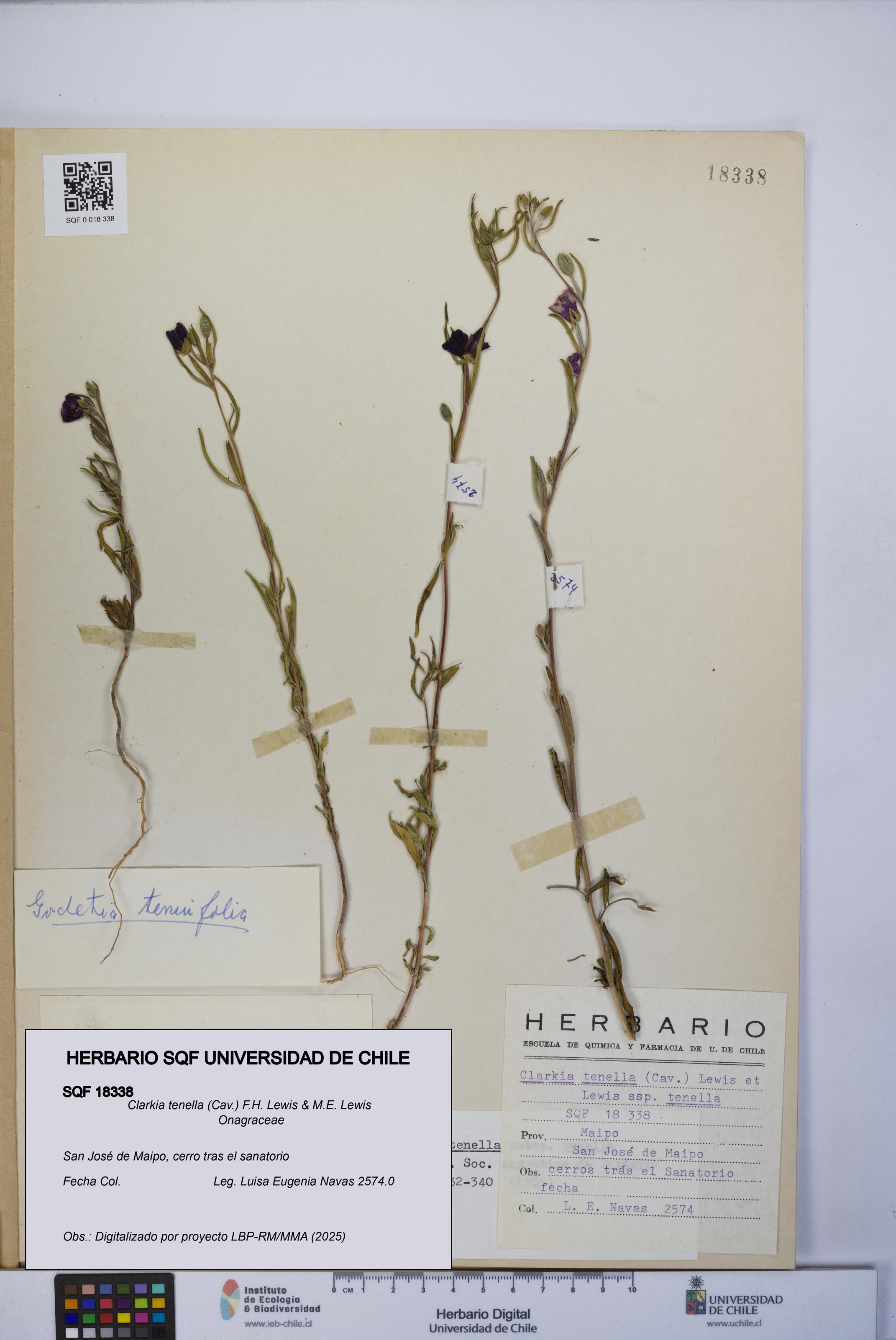 Clarkia tenella [Espécimen: UCH:SQF:0018338]