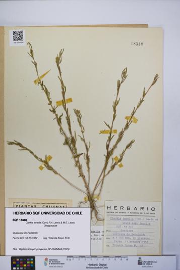 Clarkia tenella [Espécimen: UCH:SQF:0018340]