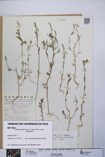 Clarkia tenella [Espécimen: UCH:SQF:0018341]