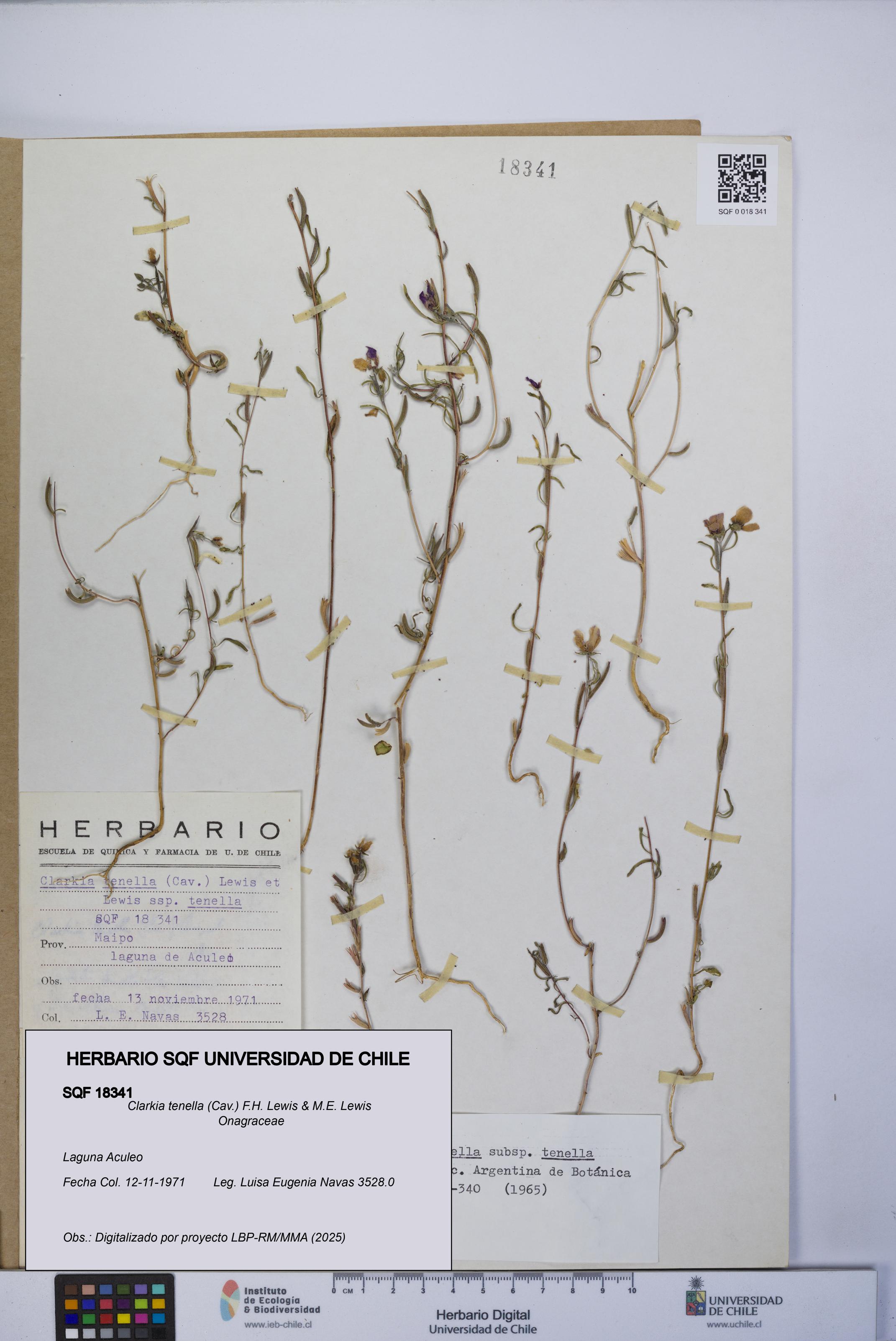 Clarkia tenella [Espécimen: UCH:SQF:0018341]