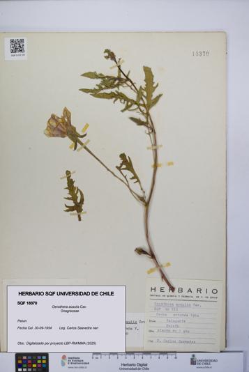 Oenothera acaulis [Espécimen: UCH:SQF:0018370]