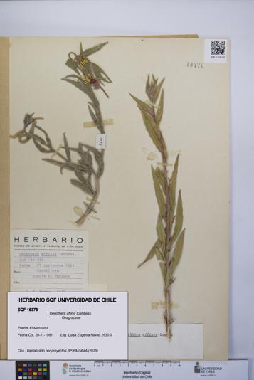 Oenothera affinis [Espécimen: UCH:SQF:0018376]