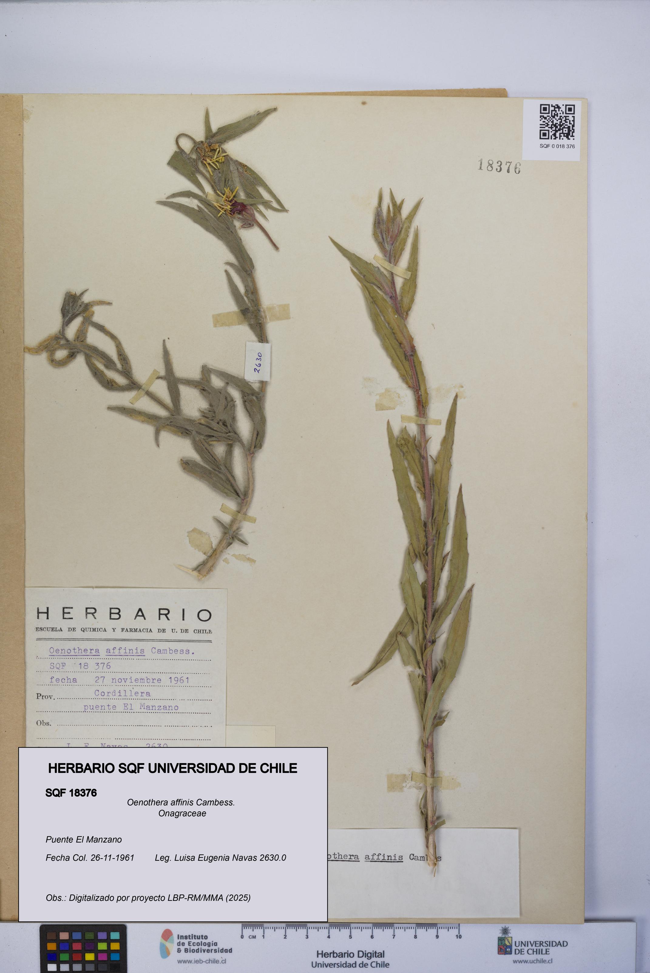 Oenothera affinis [Espécimen: UCH:SQF:0018376]