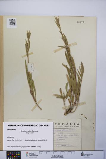 Oenothera affinis [Espécimen: UCH:SQF:0018377]